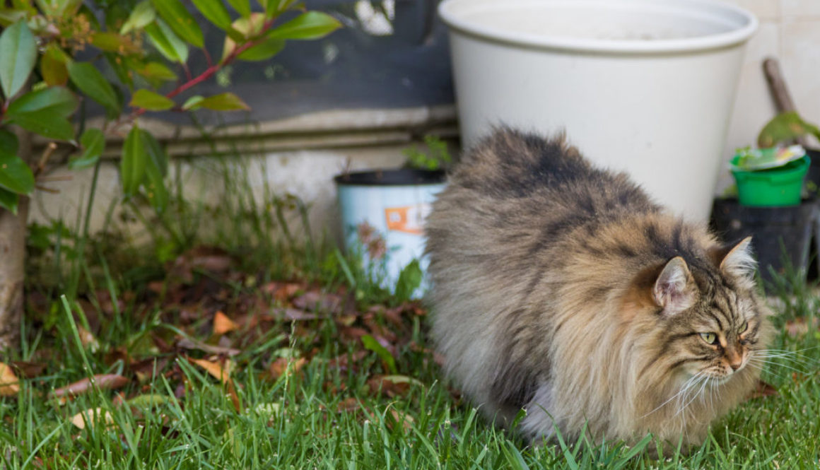 Unerwünschte Katzen aus dem Garten vertreiben