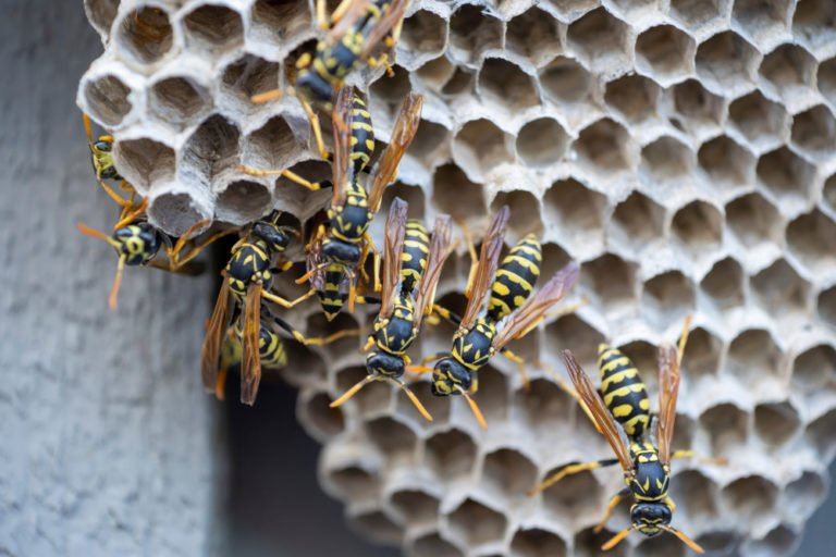 Gartentipps Was hilft gegen Wespen Gartenhaus Aufbau